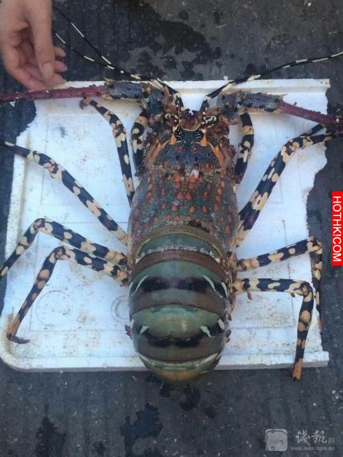 這男人意外釣起價值數百萬元的70年龍蝦，沒想到他處置的方式讓大家都傻眼了... ...