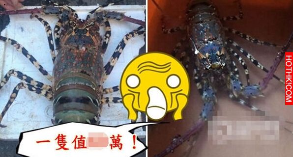 這男人意外釣起價值數百萬元的70年龍蝦，沒想到他處置的方式讓大家都傻眼了... ...