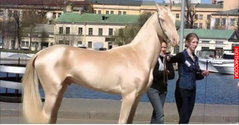 汗血寶馬身價高達千萬，而這隻金黃色的汗血寶馬身價更是高到讓你傻眼！ ...