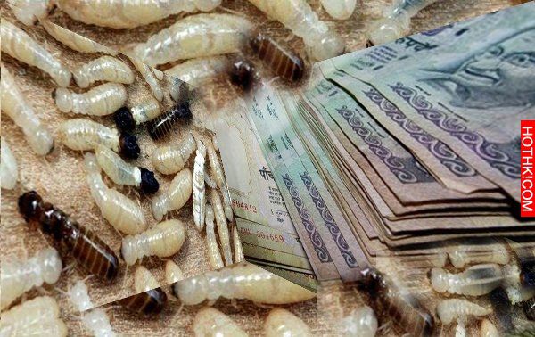 史上最可怕的十大蟲災，密恐者慎入阿！！！全身雞皮疙瘩都起來了..... ...