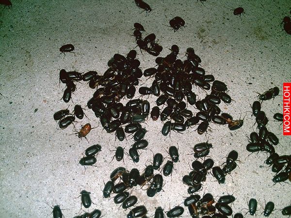 史上最可怕的十大蟲災，密恐者慎入阿！！！全身雞皮疙瘩都起來了..... ...