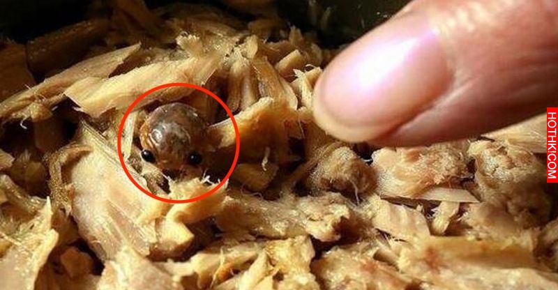 這名英國女子買了個魚罐頭回家，一打開罐頭蓋魂差點嚇尿了！ ...