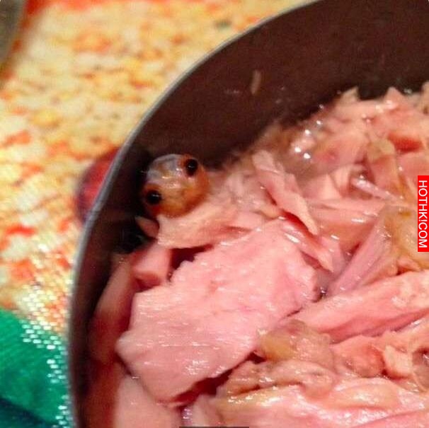 這名英國女子買了個魚罐頭回家，一開蓋魂差點嚇飛了