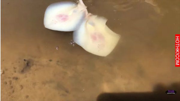 12歲小男孩替魔鬼魚接生，熟練手法令人驚嘆！最後卻竟然差點...實在太危險了！ ...
