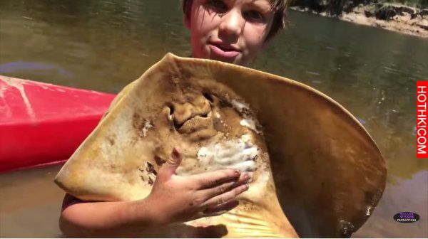 12歲小男孩替魔鬼魚接生，熟練手法令人驚嘆！最後卻竟然差點...實在太危險了！ ...