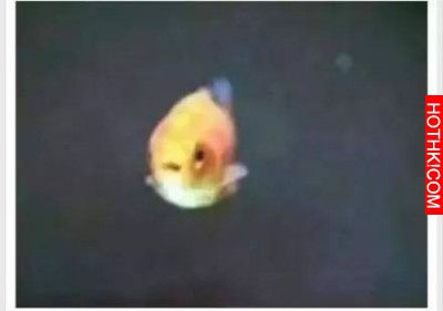 以後別趴在魚缸旁邊看魚了，天哪！原來是這樣…