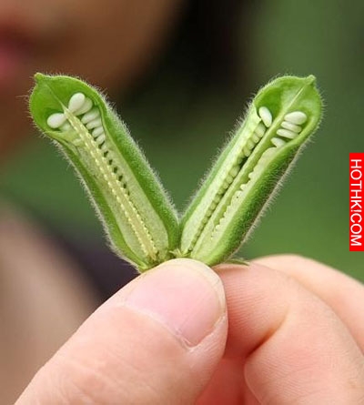 這些水果吃了這麼多年，到現在才知道原來是這樣長出來的......瓜子跟芝麻也太神奇了吧 ...