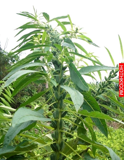 這些水果吃了這麼多年，到現在才知道原來是這樣長出來的......瓜子跟芝麻也太神奇了吧 ...