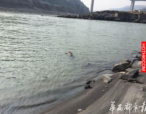 兒子跳河身亡，老太太沒錢打撈兒屍體...放了幾天後的變化竟然...真是太可憐了！ ...