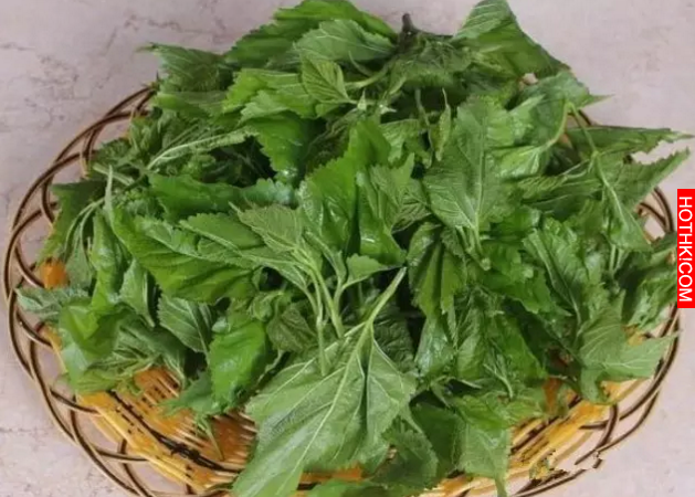 10塊錢就能治好你的白頭髮，太厲害了！每天都洗一洗，兩三天就能發現新生的頭髮了！ ...