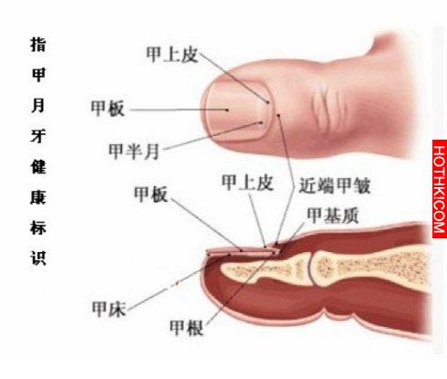 日本秘方，2分鐘不藥而癒的手指按摩神奇秘術！！每天僅2 分鐘，身上疾病就會無聲無息 ...