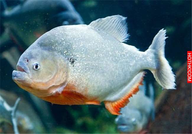 「食人魚」有多麼恐怖大家都知道！看似沒有「天敵」的它們最害怕的其實就是... ...