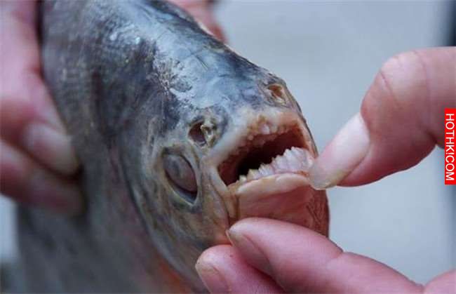 「食人魚」有多麼恐怖大家都知道！看似沒有「天敵」的它們最害怕的其實就是... ...