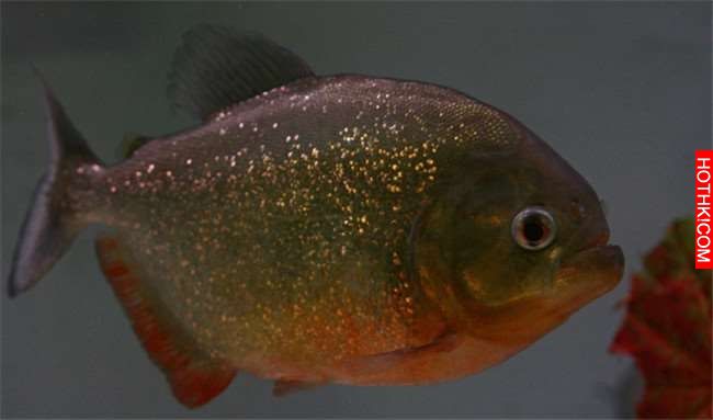 「食人魚」有多麼恐怖大家都知道！看似沒有「天敵」的它們最害怕的其實就是... ...