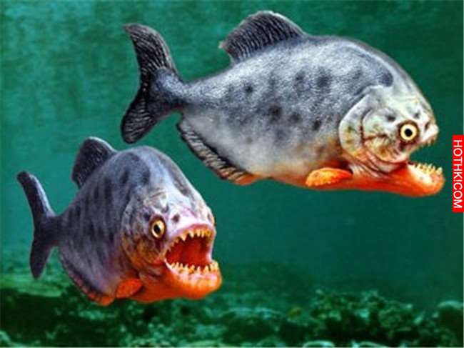 「食人魚」有多麼恐怖大家都知道！看似沒有「天敵」的它們最害怕的其實就是... ...