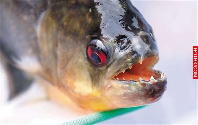 「食人魚」有多麼恐怖大家都知道！看似沒有「天敵」的它們最害怕的其實就是... ...