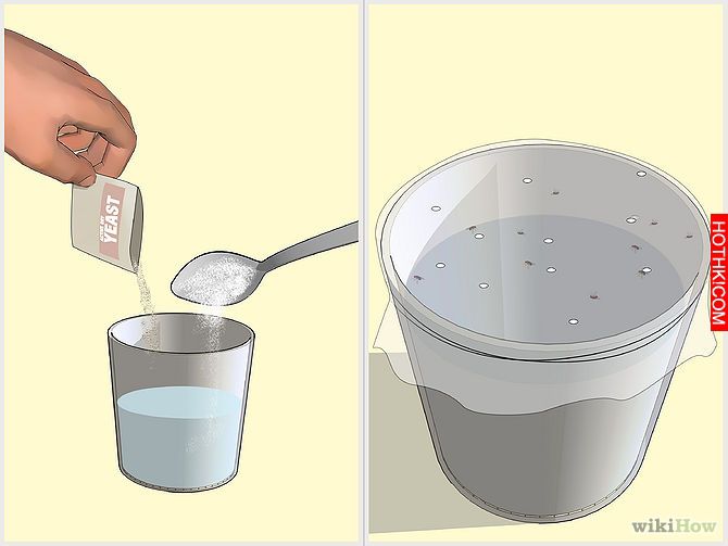 Kill Fruit Flies Step 10.jpg