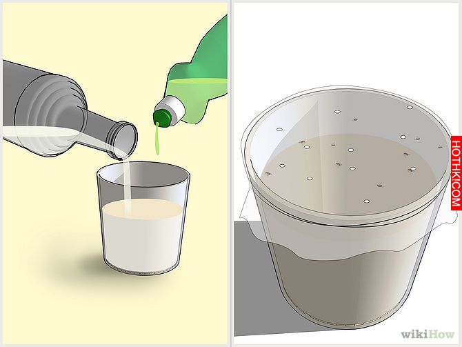 Kill Fruit Flies Step 6.jpg