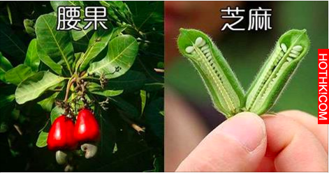 爸媽說現在的人吃水果都不知道它是怎樣長出來的，結果他們出的這16題還真的考倒我了… ...