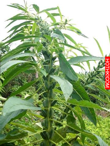 爸媽說現在的人吃水果都不知道它是怎樣長出來的，結果他們出的這16題還真的考倒我了… ...