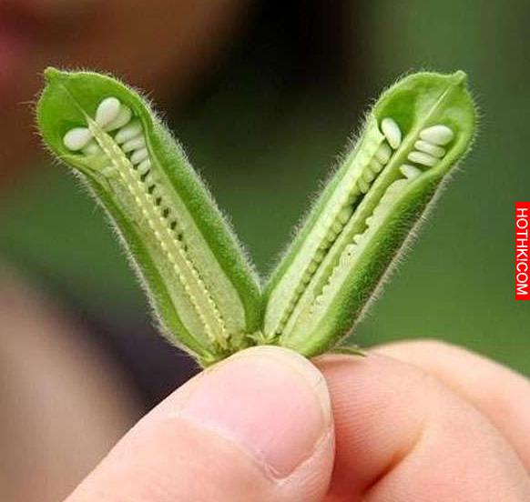 爸媽說現在的人吃水果都不知道它是怎樣長出來的，結果他們出的這16題還真的考倒我了… ...