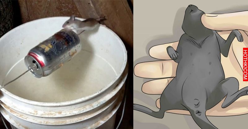 他研究出超簡單的消滅老鼠辦法！只要學會「這3招」連怕老鼠的人都敢動手做！ ...