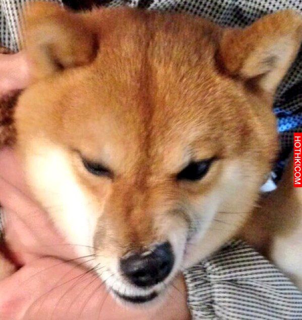 史上最會擺POSE的柴犬！該說是主人太會拍還是狗狗太想紅啊！ ...