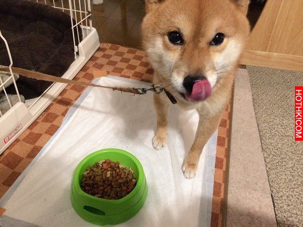 史上最會擺POSE的柴犬！該說是主人太會拍還是狗狗太想紅啊！ ...