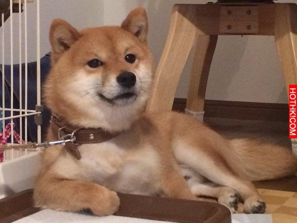 史上最會擺POSE的柴犬！該說是主人太會拍還是狗狗太想紅啊！ ...