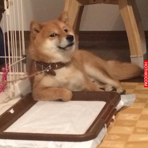 史上最會擺POSE的柴犬！該說是主人太會拍還是狗狗太想紅啊！ ...