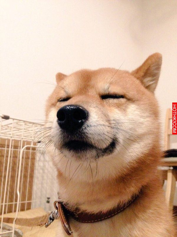史上最會擺POSE的柴犬！該說是主人太會拍還是狗狗太想紅啊！ ...
