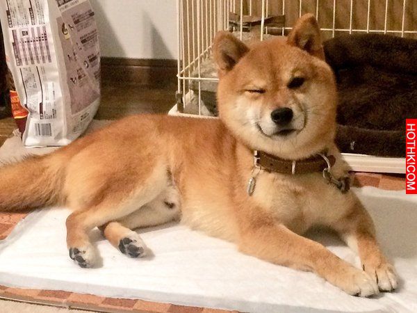 史上最會擺POSE的柴犬！該說是主人太會拍還是狗狗太想紅啊！ ...