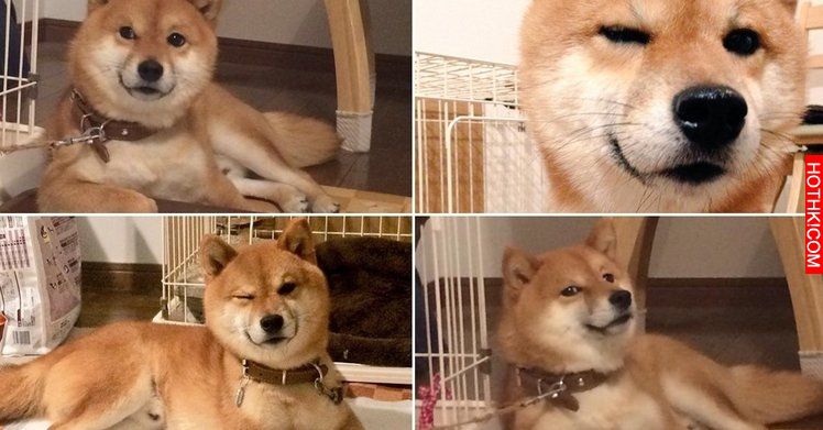 史上最會擺POSE的柴犬！該說是主人太會拍還是狗狗太想紅啊！ ...
