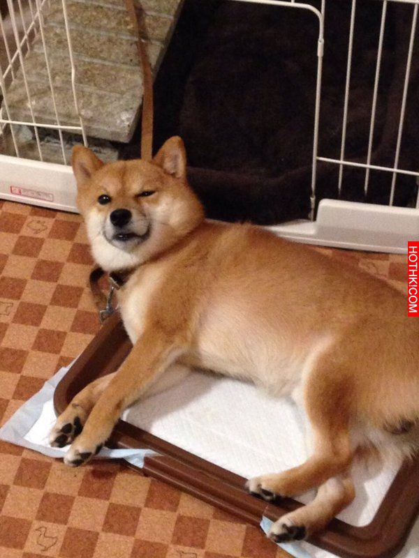 史上最會擺POSE的柴犬！該說是主人太會拍還是狗狗太想紅啊！ ...