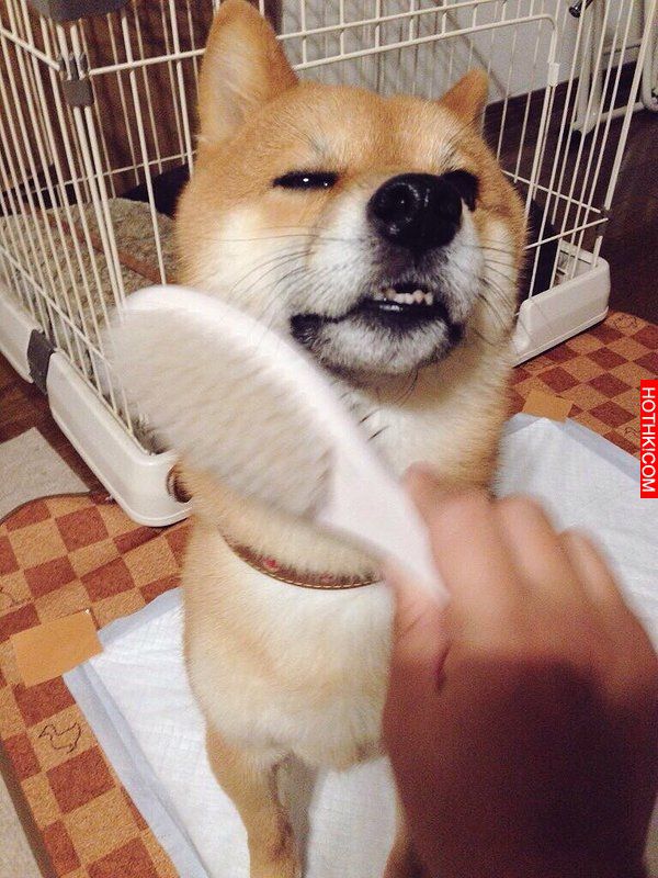 史上最會擺POSE的柴犬！該說是主人太會拍還是狗狗太想紅啊！ ...