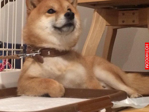 史上最會擺POSE的柴犬！該說是主人太會拍還是狗狗太想紅啊！ ...