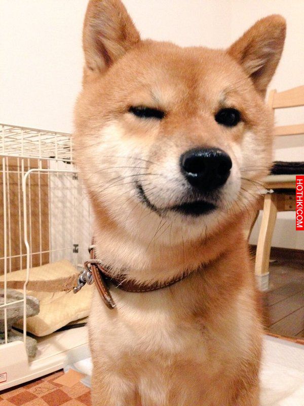 史上最會擺POSE的柴犬！該說是主人太會拍還是狗狗太想紅啊！ ...