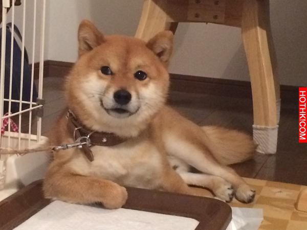 史上最會擺POSE的柴犬！該說是主人太會拍還是狗狗太想紅啊！ ...