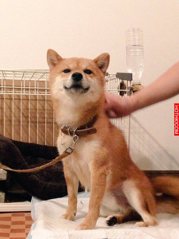 史上最會擺POSE的柴犬！該說是主人太會拍還是狗狗太想紅啊！ ...