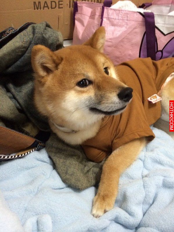 史上最會擺POSE的柴犬！該說是主人太會拍還是狗狗太想紅啊！ ...