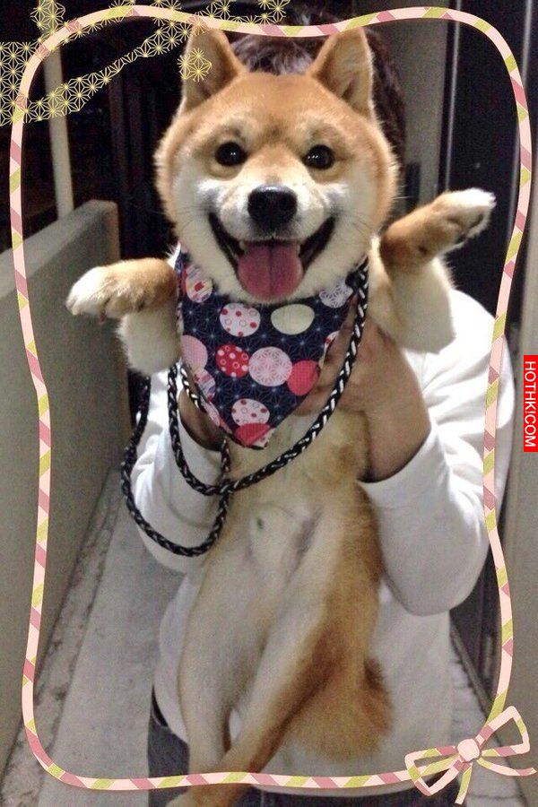 史上最會擺POSE的柴犬！該說是主人太會拍還是狗狗太想紅啊！ ...