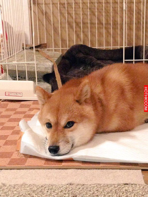 史上最會擺POSE的柴犬！該說是主人太會拍還是狗狗太想紅啊！ ...