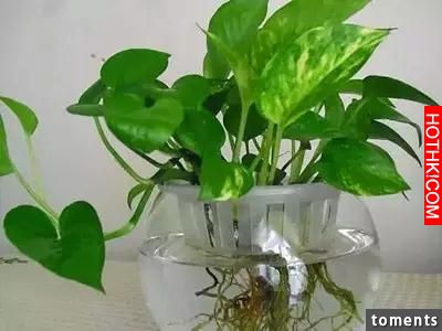 食鹽原來那麼厲害！ 看後讓所有人都驚呆了！