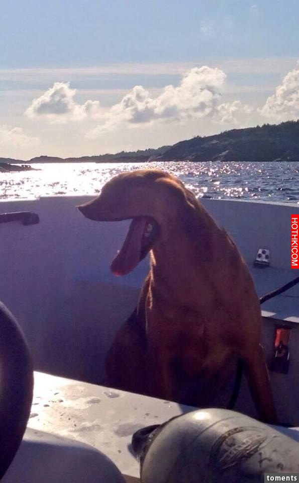 Dieser H&ouml;llen-Hund: