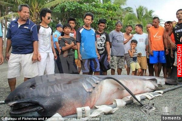 退潮後漁民驚見一隻「人臉巨獸」，近距離看竟...！在場所有人都傻了，連科學家都說不出話...