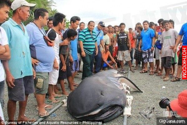 退潮後漁民驚見一隻「人臉巨獸」，近距離看竟...！在場所有人都傻了，連科學家都說不出話...