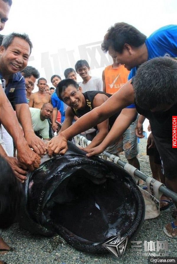退潮後漁民驚見一隻「人臉巨獸」，近距離看竟...！在場所有人都傻了，連科學家都說不出話...
