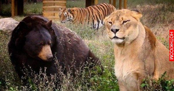 毒梟把獅子、老虎、黑熊關在一起想看牠們自相殘殺，沒想到接下來發生的事情竟然... ...