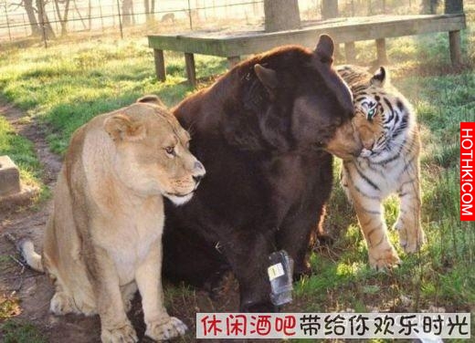 毒梟買下三隻猛獸想看他們自相殘殺，最後的結果讓你想像不到