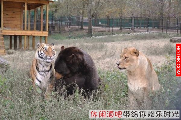 毒梟買下三隻猛獸想看他們自相殘殺，最後的結果讓你想像不到